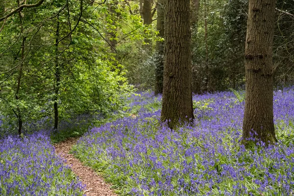 Bluebells in Staffhurst Woods near Oxted Surrey — Stock Photo, Image