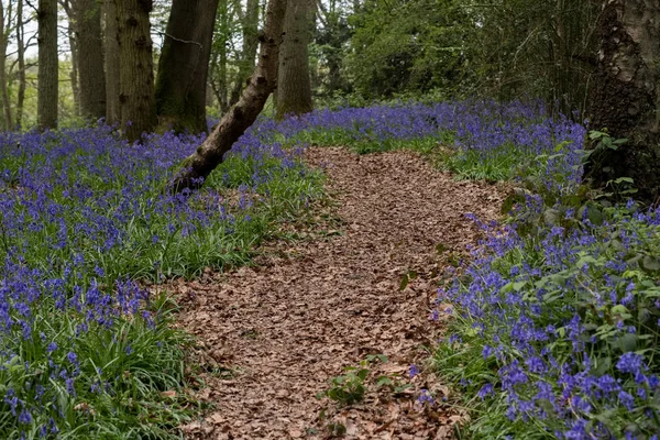 Bluebells i Staffhurst Woods nær Oxted Surrey – stockfoto