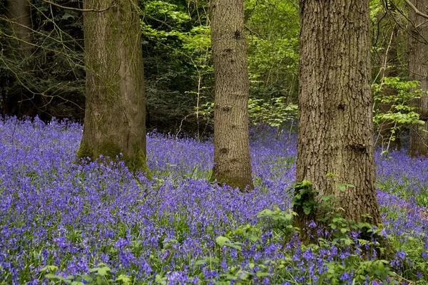 Bluebells in Staffhurst Woods near Oxted Surrey — Stock Photo, Image