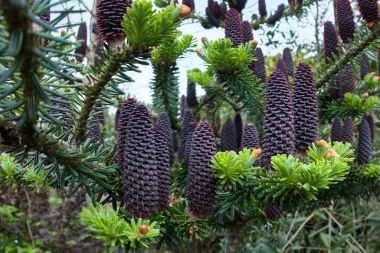 Delavays Fir Tree and Cones in Roath Park clipart