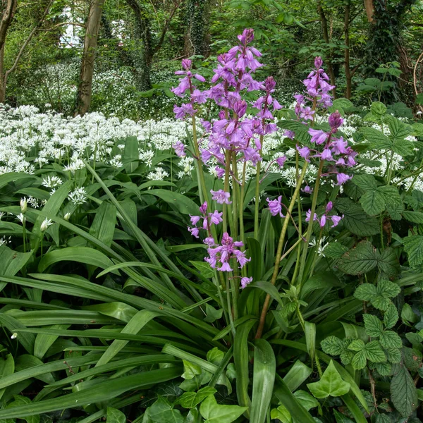 Pink Bluebells Flowering in Cardiff — Stock Photo, Image