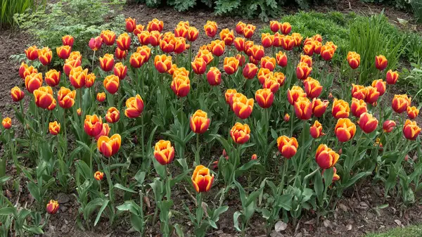 Tulips in Roath Park  Cardiff — Stock Photo, Image