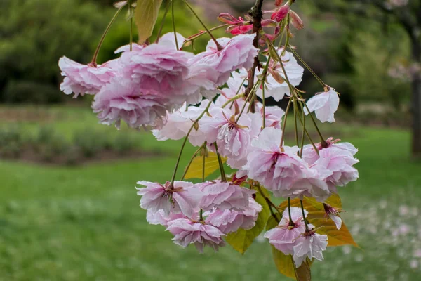 Cherry Blossom in Roath Park Cardiff — Stock Photo, Image