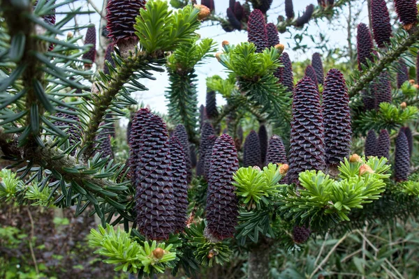 Delavays Fir Tree e Cones em Roath Park — Fotografia de Stock