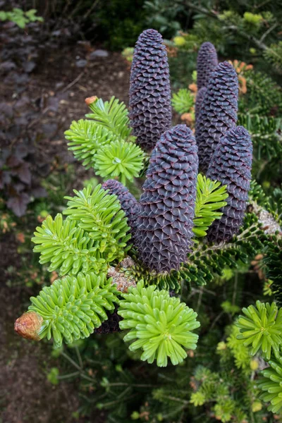 Delavays Fir Tree och kottar i Roath Park — Stockfoto