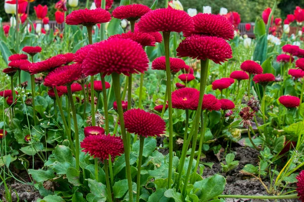 Petites plantes de literie rouge qui font de la fenaison à Roath Park — Photo