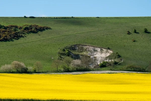 Rapeseed in the Rolling Sussex Countryside — Stock Photo, Image