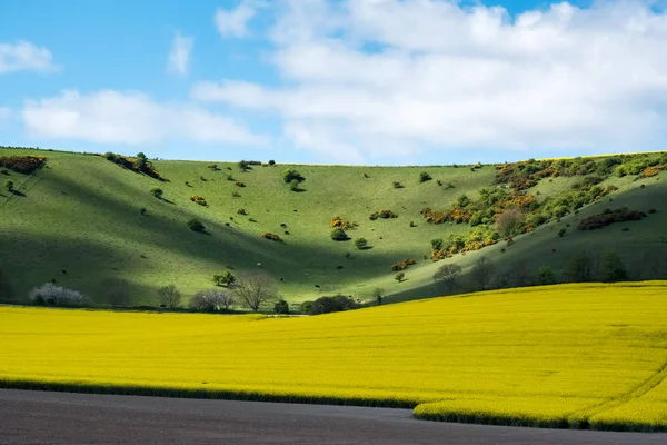 Colza en el campo de Rolling Sussex —  Fotos de Stock