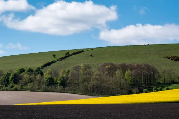 Kolza tohumu haddeleme Sussex kırsal kesimde — Stok fotoğraf