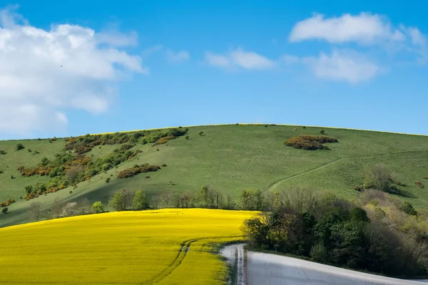 Koolzaad in het glooiende landschap van de Sussex — Stockfoto