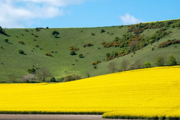 Raps in der Landschaft von Sussex — Stockfoto