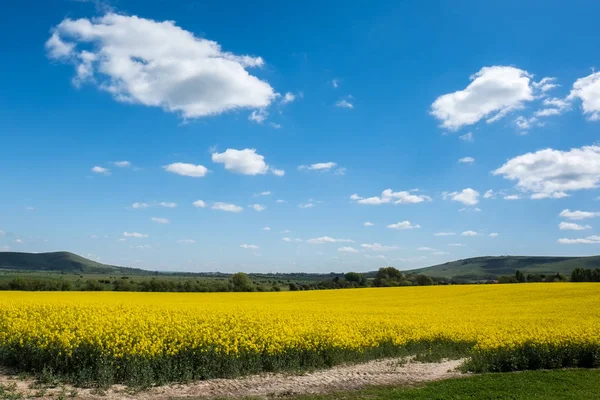 Raps in der Landschaft von Sussex — Stockfoto