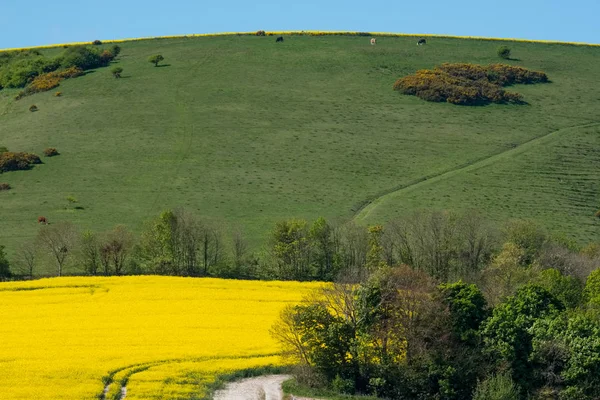 Raps in der Landschaft von Sussex — Stockfoto