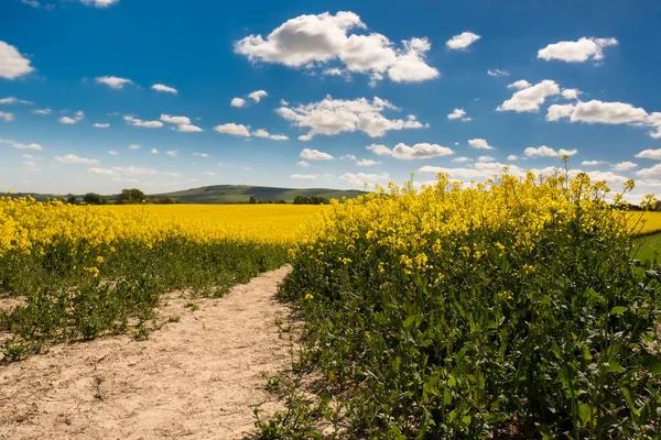 Raps in der Landschaft von Sussex — Stockfoto