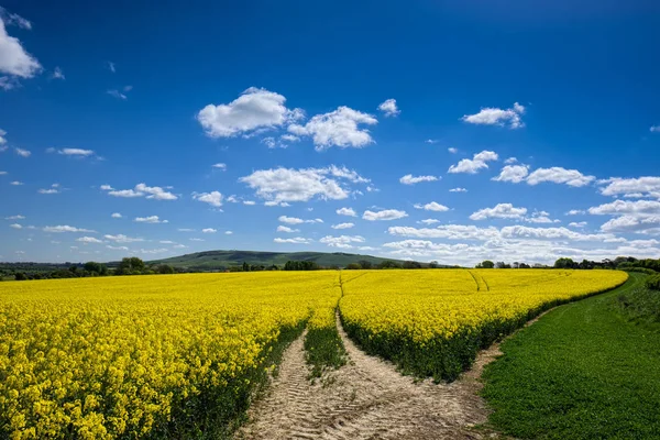 Raps in der Landschaft von Sussex — Stockfoto