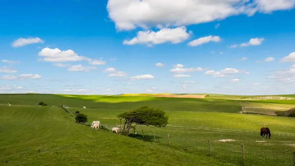 Schafe und Pferde zu Hause in der Landschaft von Sussex — Stockfoto