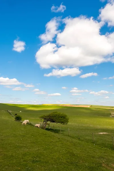 Sheep and Horses at Home in the Rolling Sussex Countryside — Stock Photo, Image