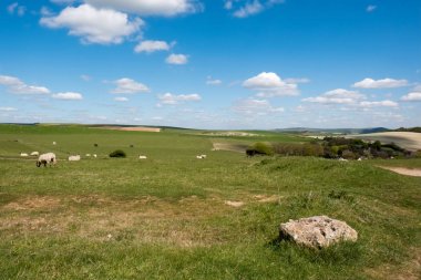 Koyun evde çalışırken Sussex kırsal kesimde