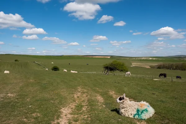 Pecore e cavalli a casa nella campagna del Rolling Sussex — Foto Stock