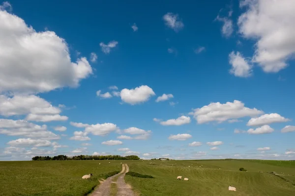 Fåren hemma i Sussex landskap — Stockfoto