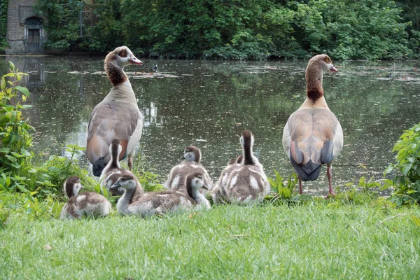 Ägyptische gänse (alopochen aegyptiacus) mit fresslingen — Stockfoto