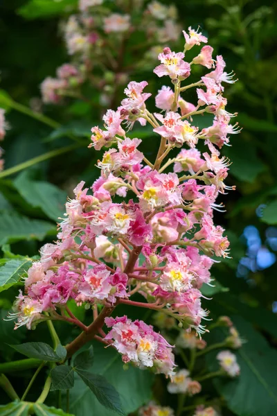 Sweet kaštan květ (Castanea sativa) — Stock fotografie