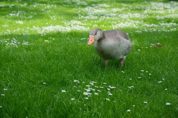 Un ganso de Greylag (Anser anser) vagando por la hierba — Foto de Stock