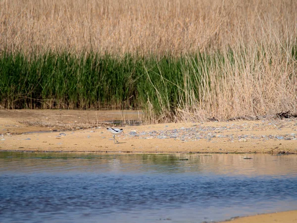 Pied Avocet (Recurvirostra avosetta) by a Lagoon in Suffolk — Stock Photo, Image