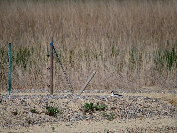 Skärfläcka (Recurvirostra avosetta) häckar av en lagun i Suffolk — Stockfoto