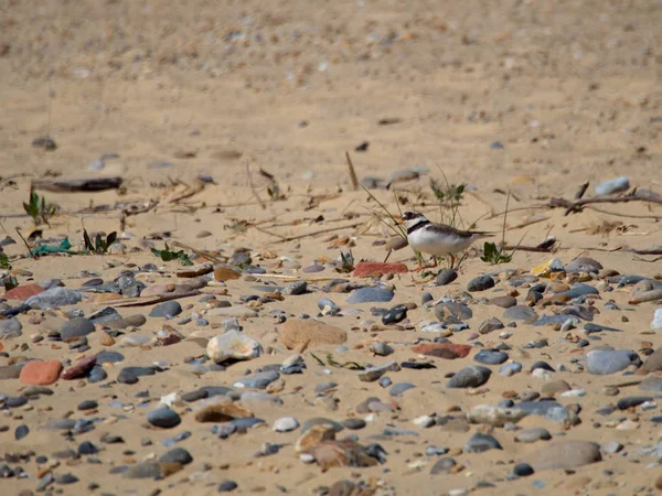 Ringed Plover (Charadrius hiaticula) at Covehithe in suffolk — Stock Photo, Image