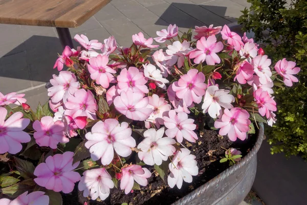 BERGAMO, LOMBARdie / ITALIE - 26 JUIN : Fleurs sur la Piazza Vecchia B — Photo