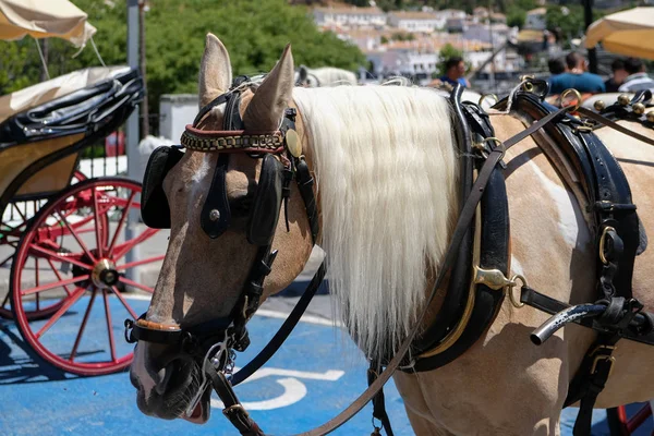 Mijas, Andalusie/Španělsko - 3. července: Koně a kočár v Mijas — Stock fotografie