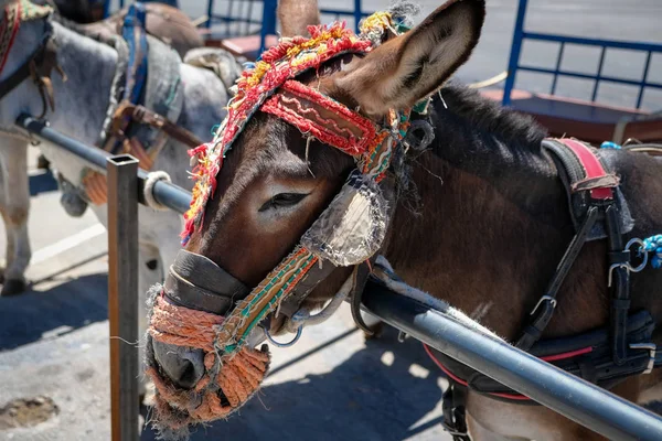 Mijas, Andalusien/Spanien - 3 juli: Donkey Taxi i Mijas Andalucia — Stockfoto