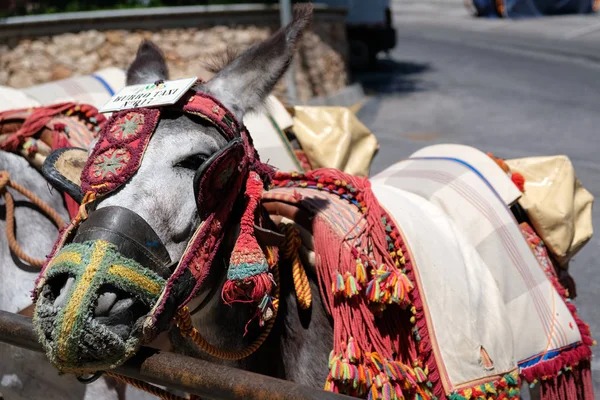 MIJAS, ANDALUCIA/SPAIN - JULY 3 : Donkey Taxi in Mijas Andalucia — Stock Photo, Image