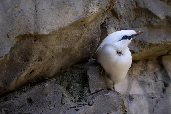 Fuengirola, Andalusie/Španělsko - 4. července: Bali Starling (Leucopsar — Stock fotografie