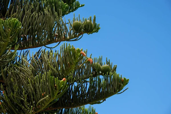 Dennenappels op een Fir-Tree in de zomer Rechtenvrije Stockfoto's