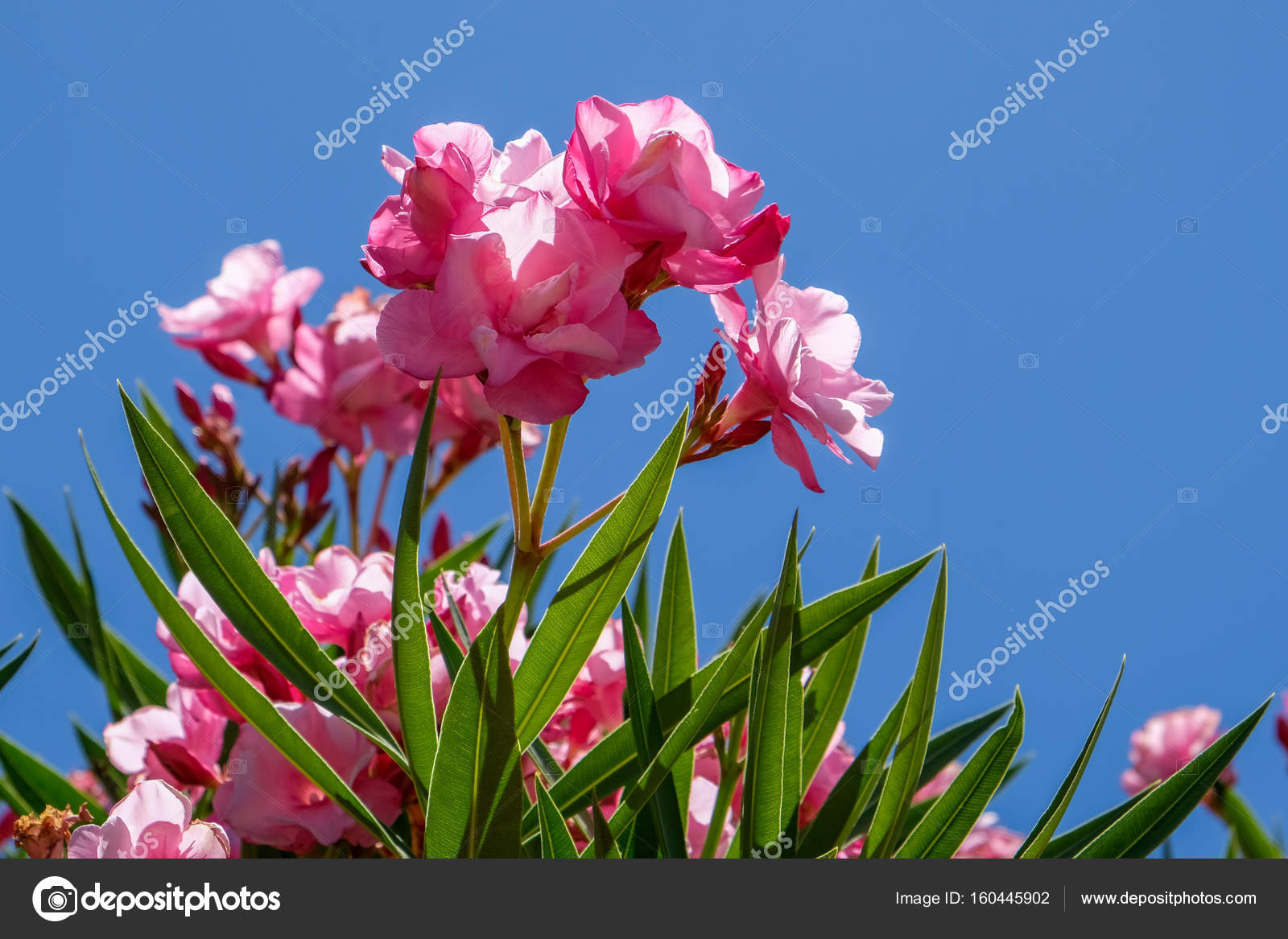 nerium oleander double pink