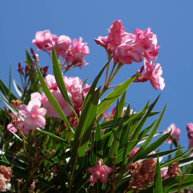 Nerium Oleander Tek Kişilik pembe Tarõmõn