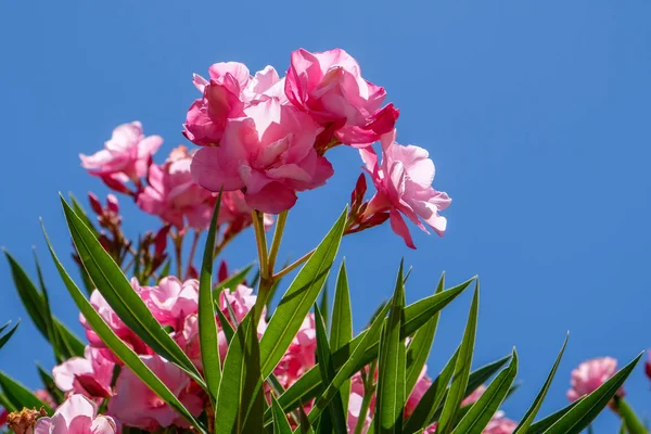Nerium Oleander Double Pink Cultivar — Stock Photo, Image