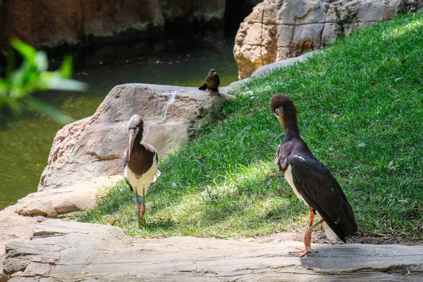 FUENGIROLA, ANDALUCIA / SPAIN - JULY 4: Abdim 's Stork in the Biop — стоковое фото