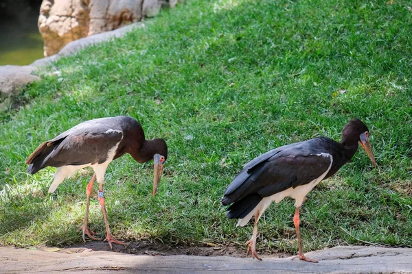 FUENGIROLA, ANDALUCIA / SPAIN - JULY 4: Abdim 's Stork in the Biop — стоковое фото