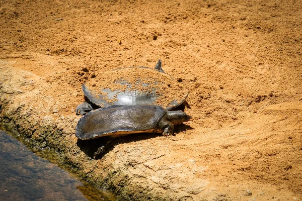 FUENGIROLA, ANDALUCIA/SPAIN - JULY 4 : Turtles in the Bioparc Fu — Stock Photo, Image