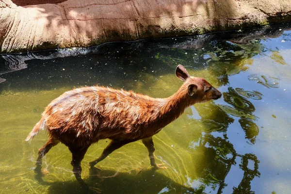 FUENGIROLA, ANDALUCIA/SPAIN - JULY 4 : Sitatunga Antelope at the — Stock Photo, Image