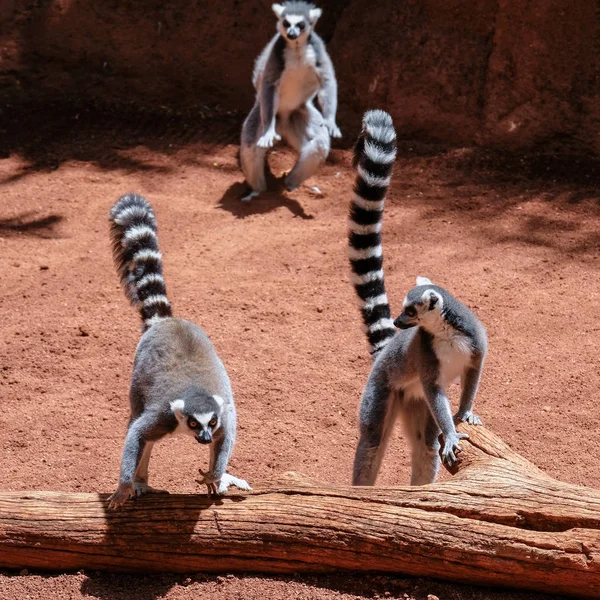 FUENGIROLA, ANDALUCIA / SPAIN - JULY 4: Ring-Tailed Lemurs (Lemur — стоковое фото