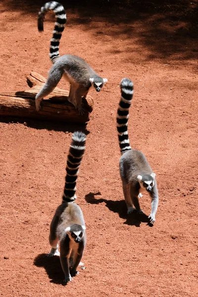 FUENGIROLA, ANDALUCIA / SPAIN - JULY 4: Ring-Tailed Lemurs (Lemur — стоковое фото