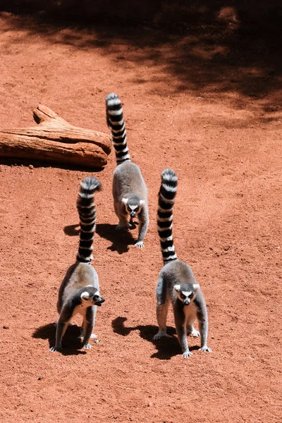 FUENGIROLA, ANDALUCIA / ESPANHA - JULHO 4: Lemurs-de-cauda-anelada (Lemur — Fotografia de Stock