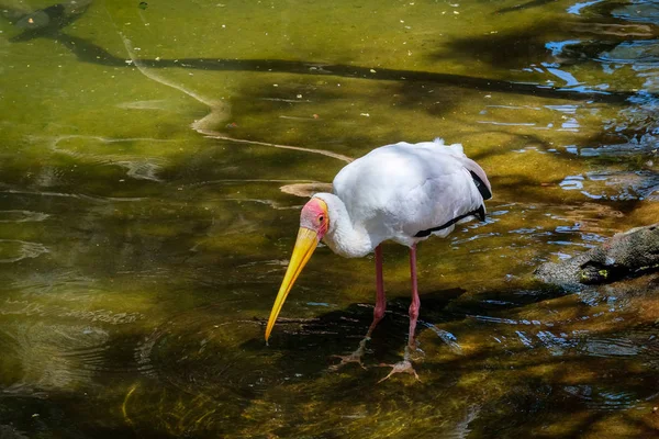FUENGIROLA, ANDALUCIA / SPAIN - JULY 4: Yellow-Billed Stork (Myct — стоковое фото