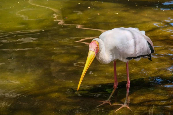 FUENGIROLA, ANDALUCIA/SPAIN - JULY 4 : Yellow-Billed Stork (Myct — Stock Photo, Image
