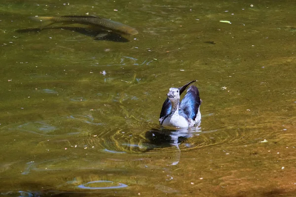 Fuengirola, Andalusien/Spanien - 4 juli: Knopp-billed-Anka (Sarkidi — Stockfoto