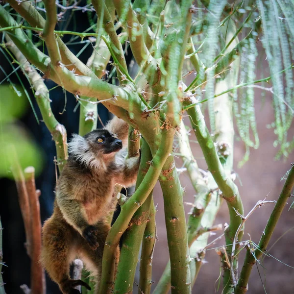 FUENGIROLA, ANDALUCIA / ESPANHA - JULHO 4: Lemur preto feminino no — Fotografia de Stock